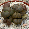 Lithops hookeri