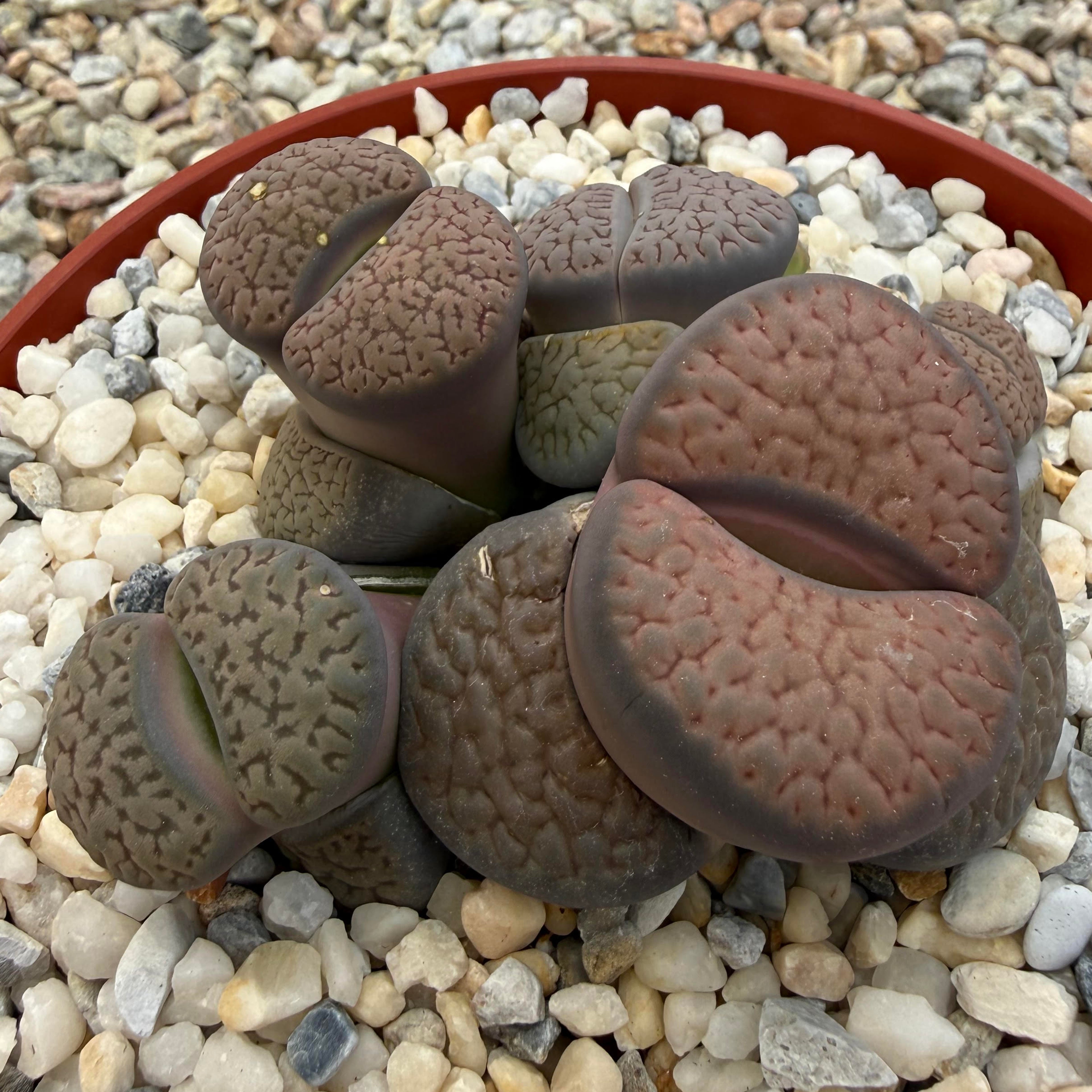 Lithops hookeri vermiculate