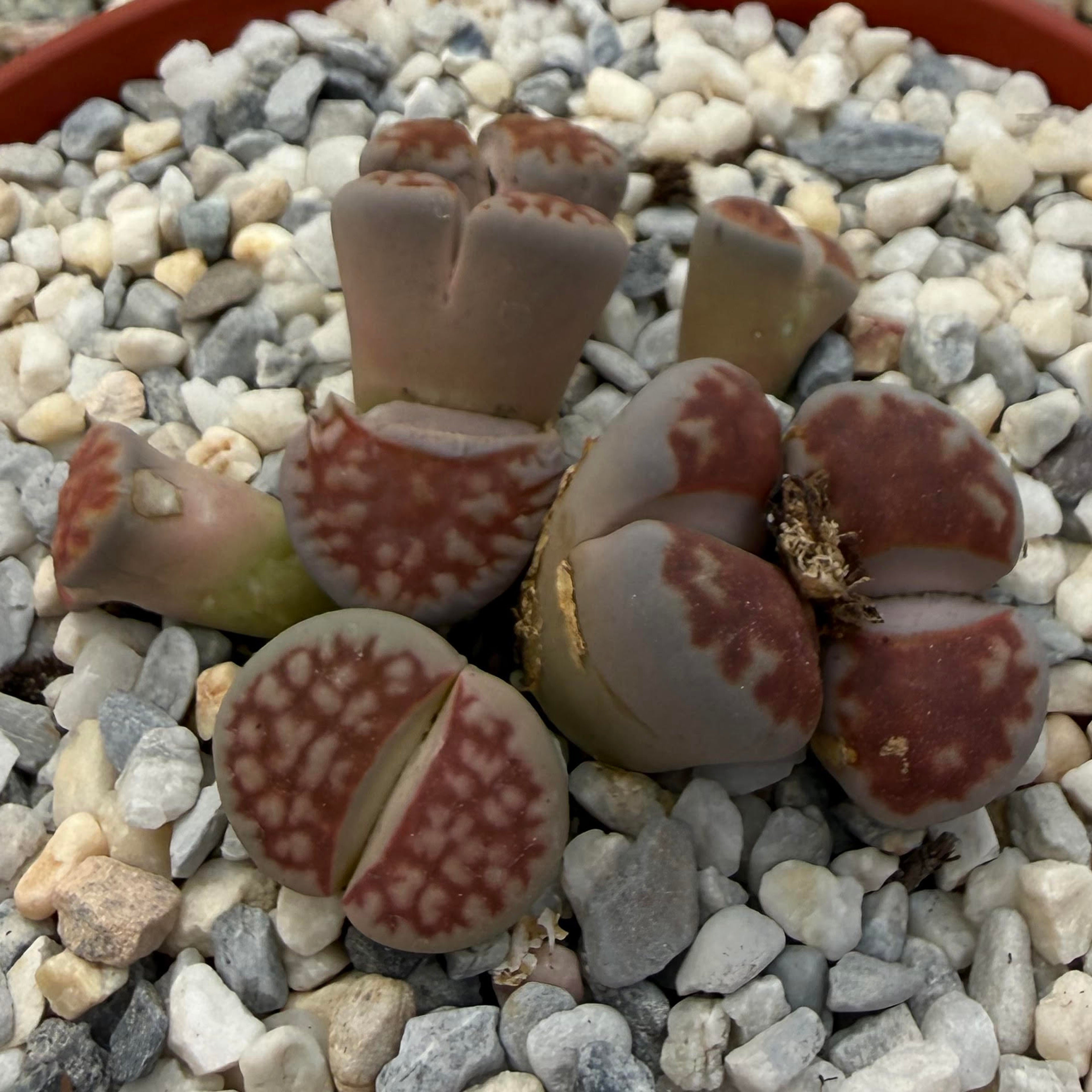 Lithops karasmontana Sumitatum
