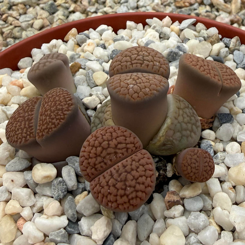 Lithops lesliei