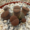Lithops lesliei