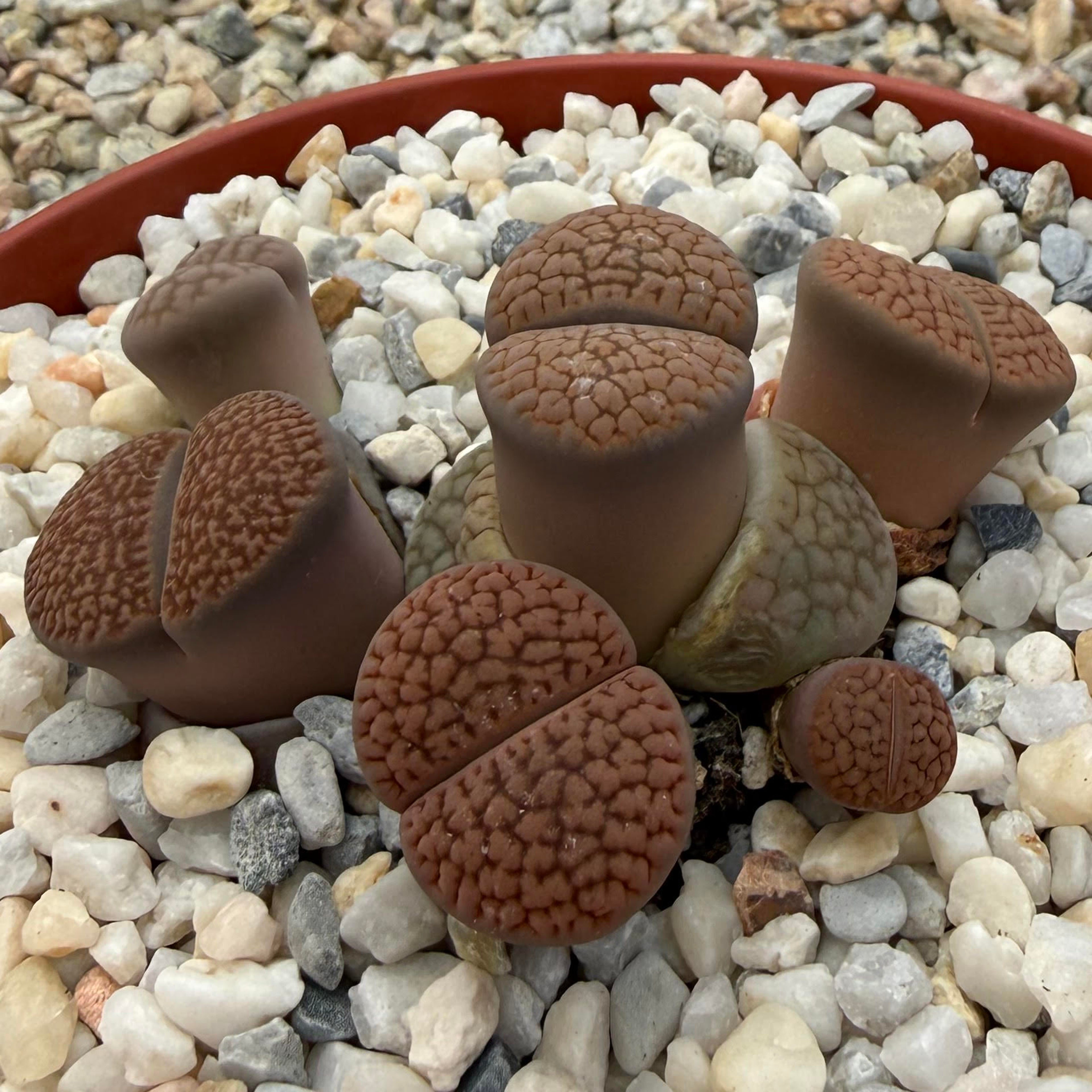 Lithops lesliei