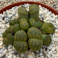 Lithops lesliei albinica