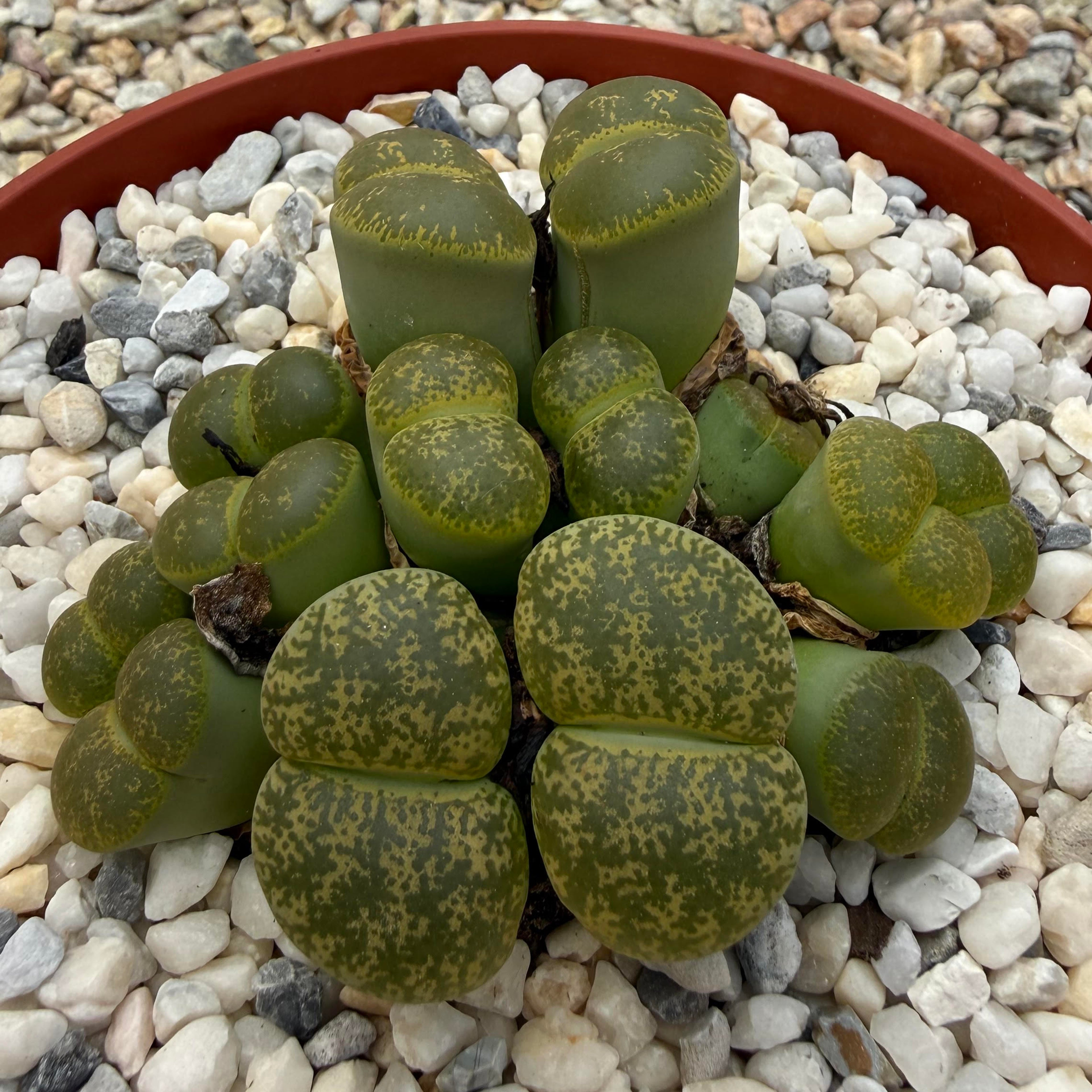 Lithops lesliei albinica