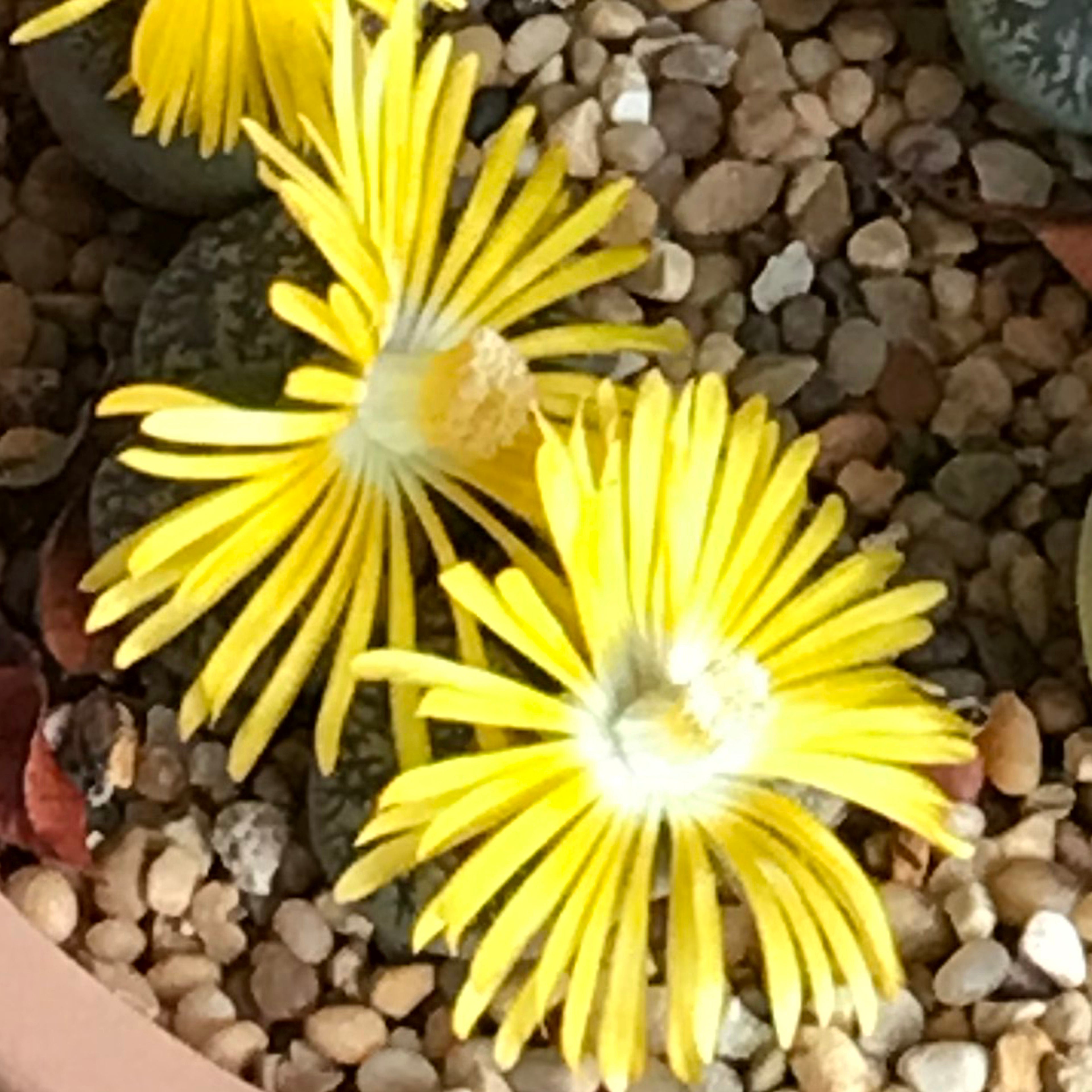 Lithops lesliei
