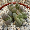 Lithops marmorata