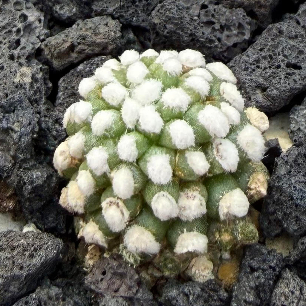 Mammillaria gracillis Oruga