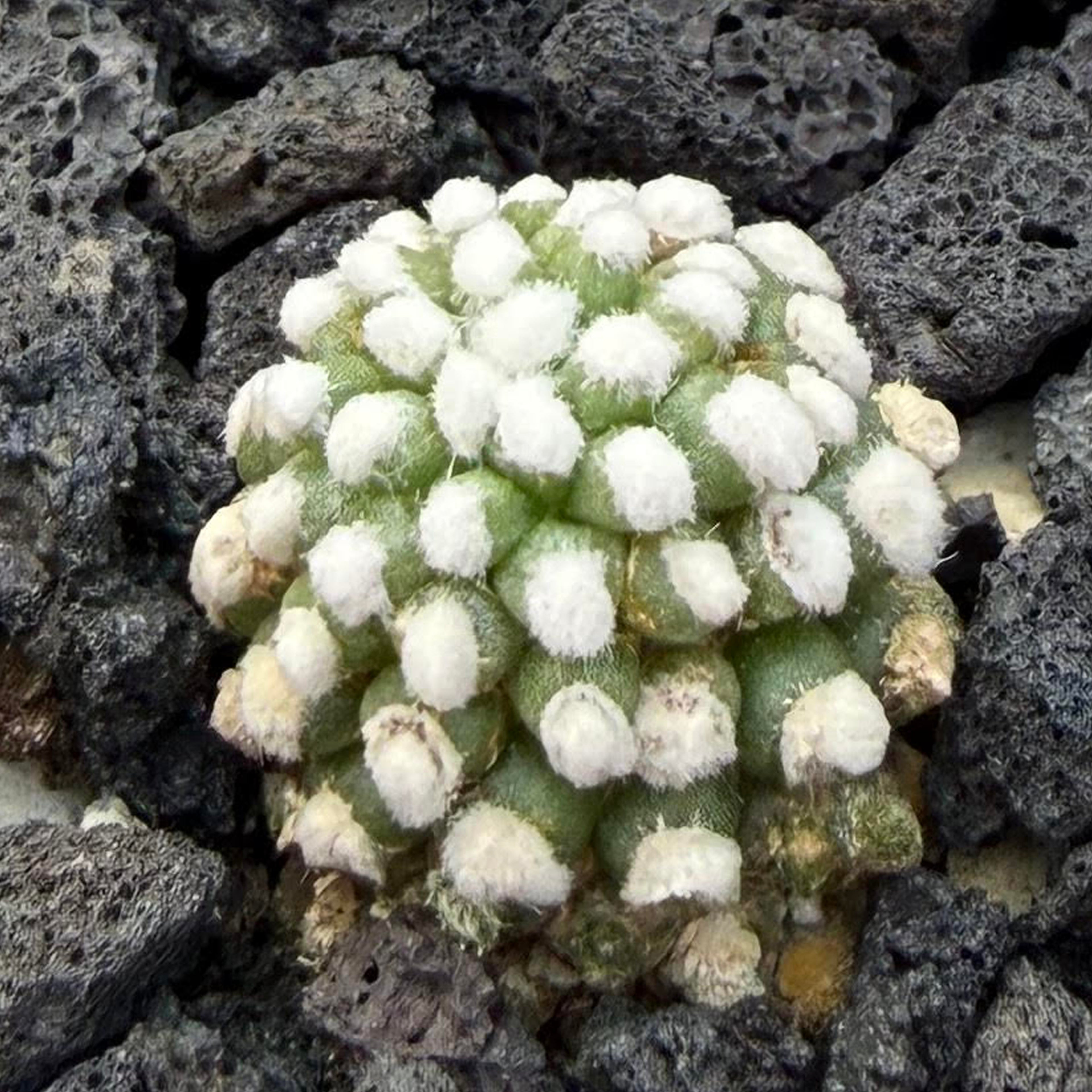 Mammillaria gracillis Oruga