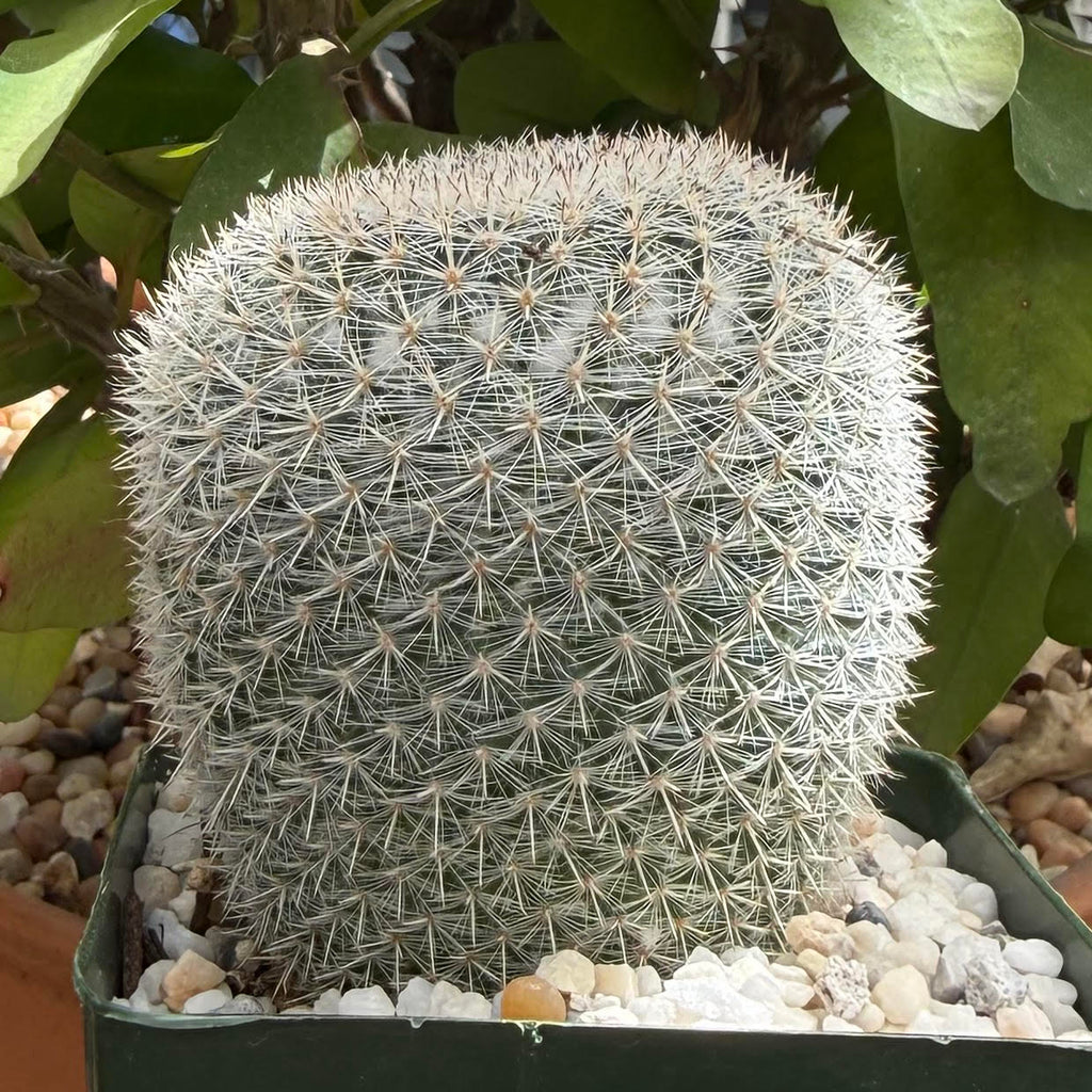Mammillaria candida