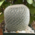 Mammillaria candida