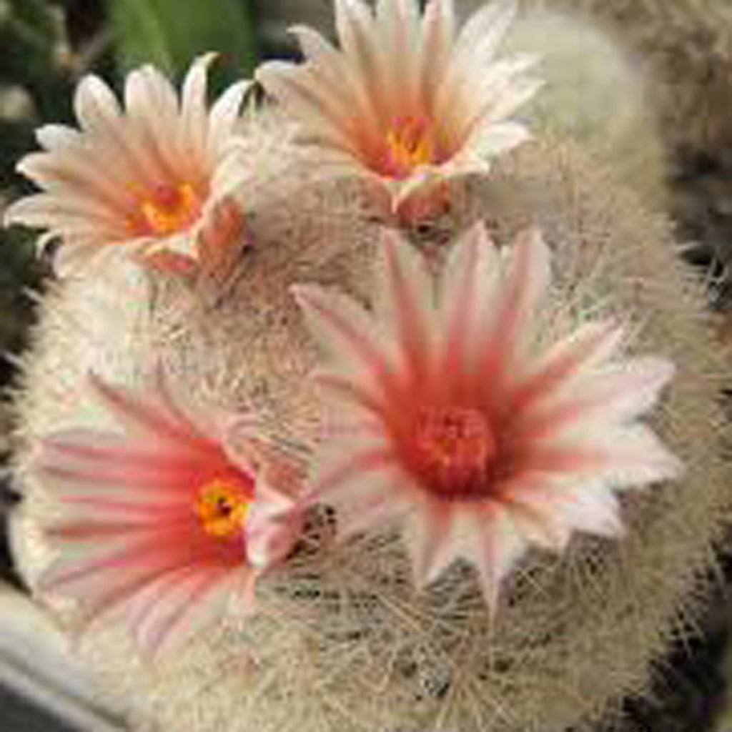 Mammillaria candida