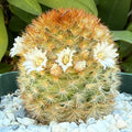 Mammillaria carmenae