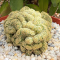 Mammillaria elongata cristata - brain cactus