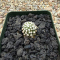 Mammillaria gracillis Oruga