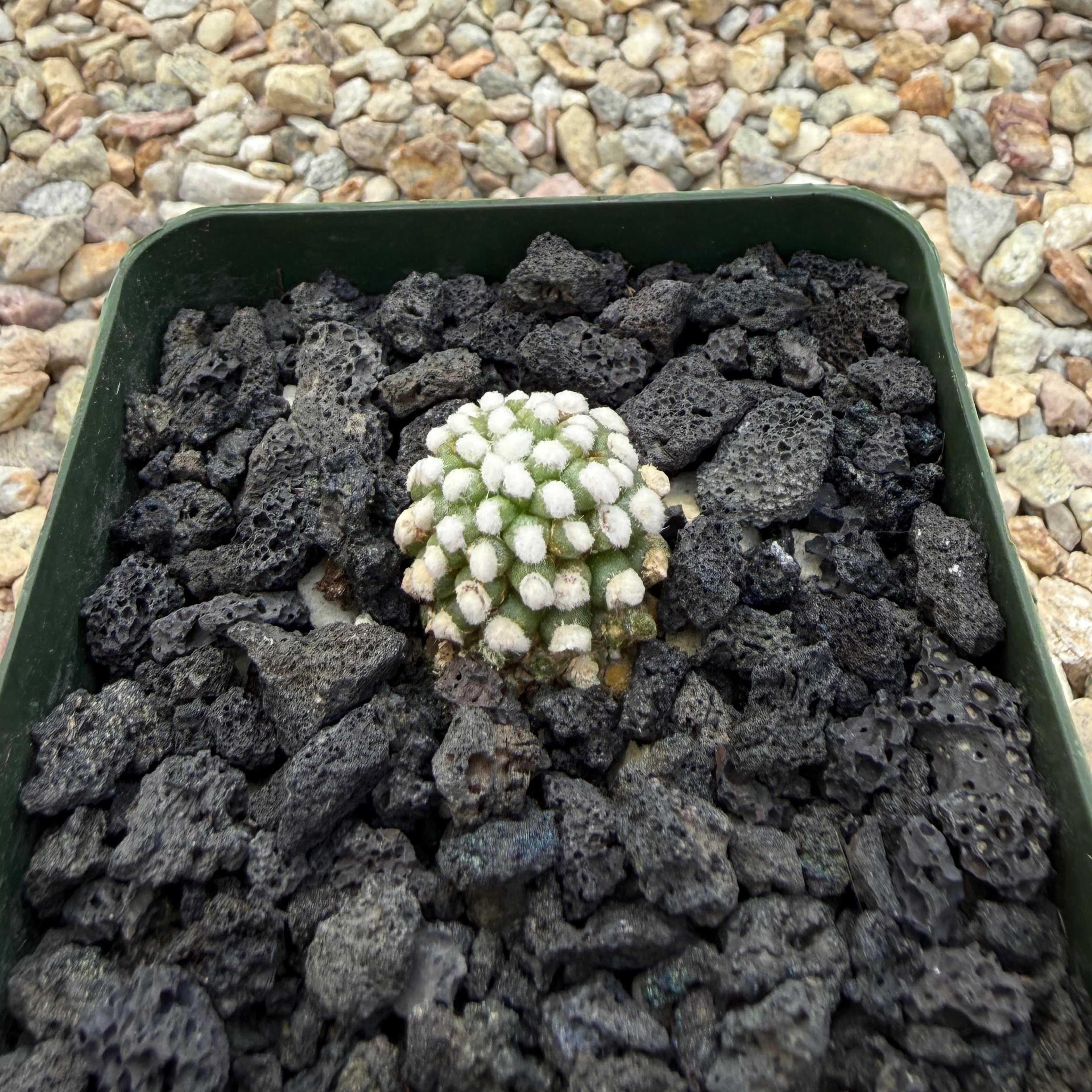 Mammillaria gracillis Oruga