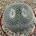 Mammillaria parkinsonii - owl eyes