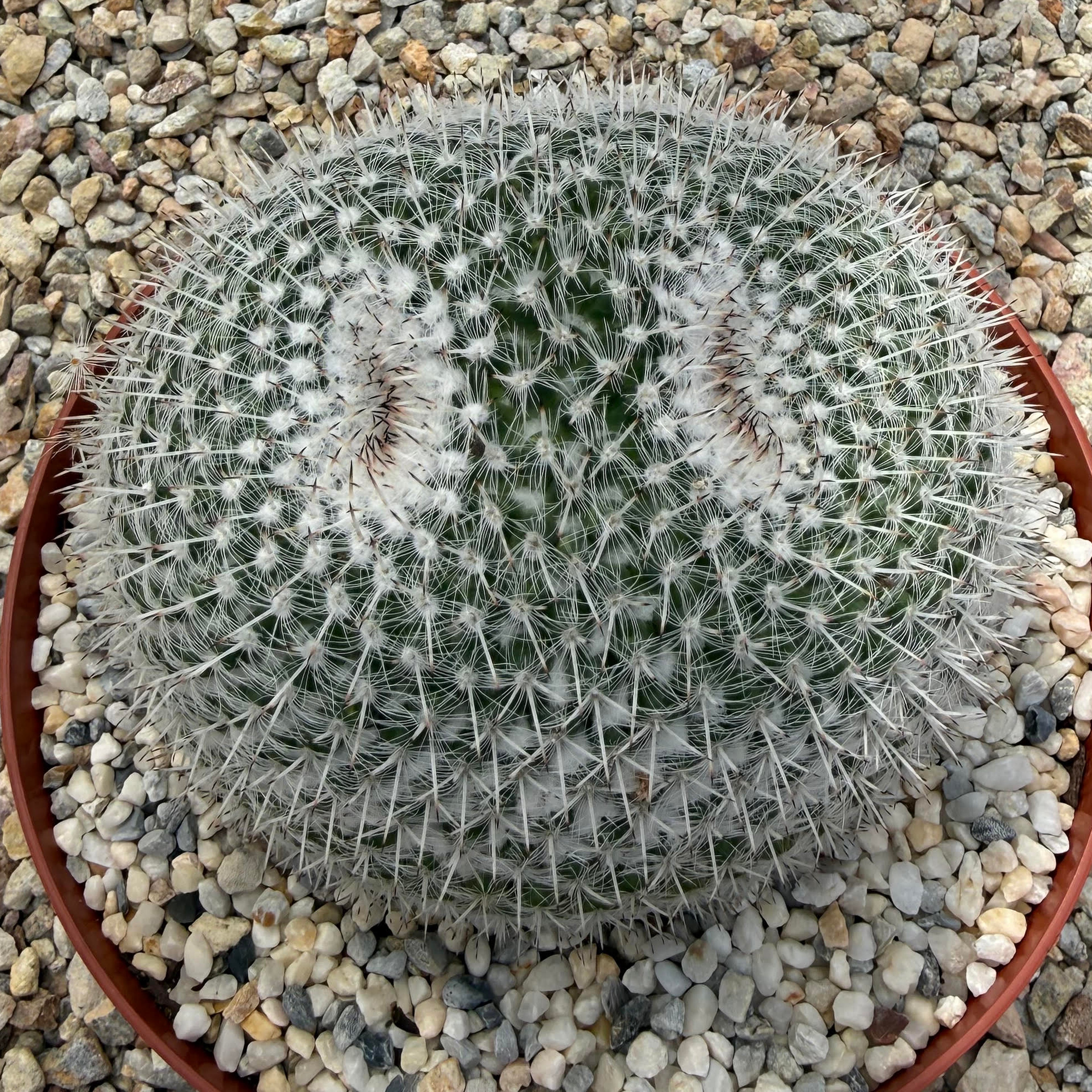 Mammillaria parkinsonii - owl eyes