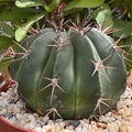 Melocactus maxonii