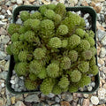 Monanthes polyphylla