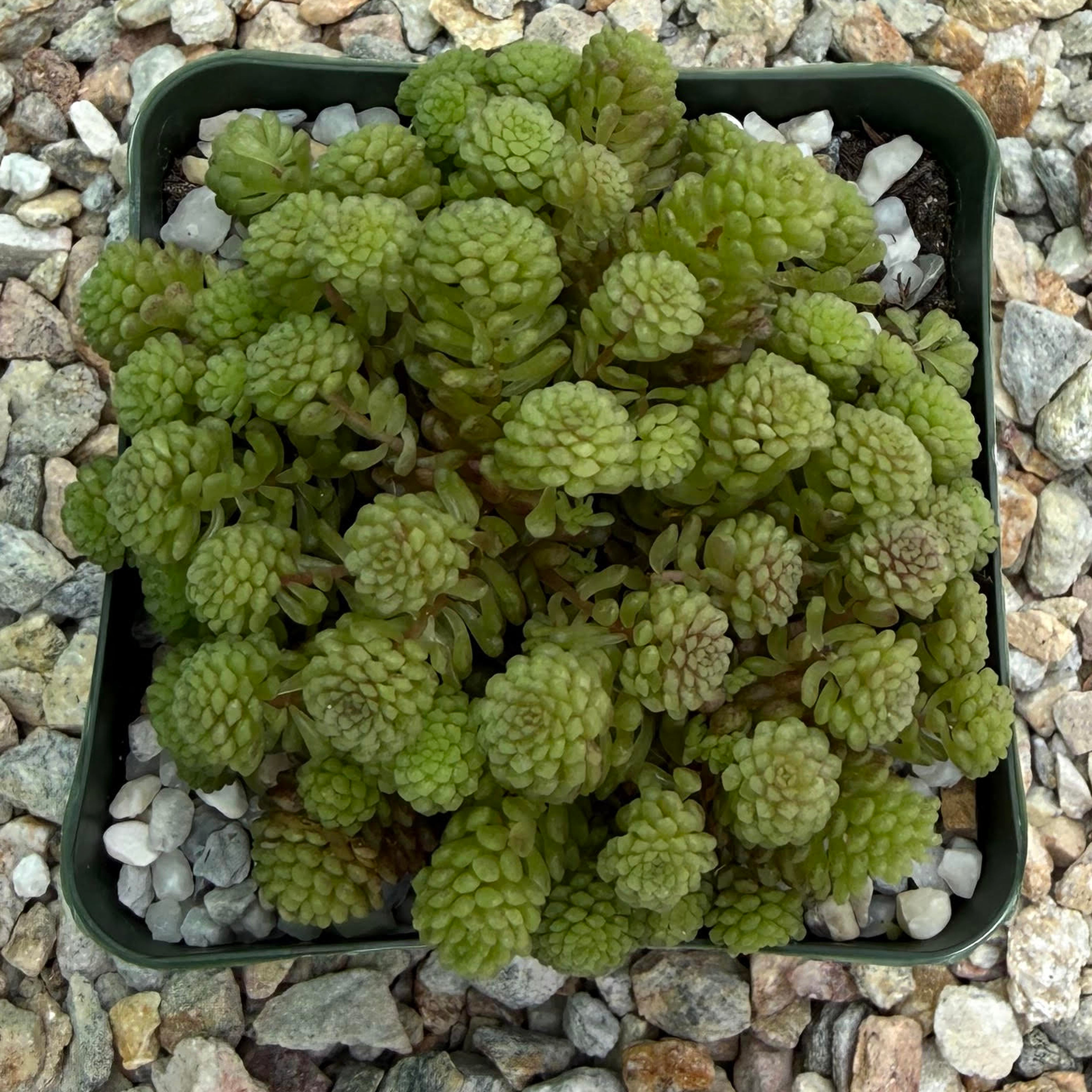 Monanthes polyphylla