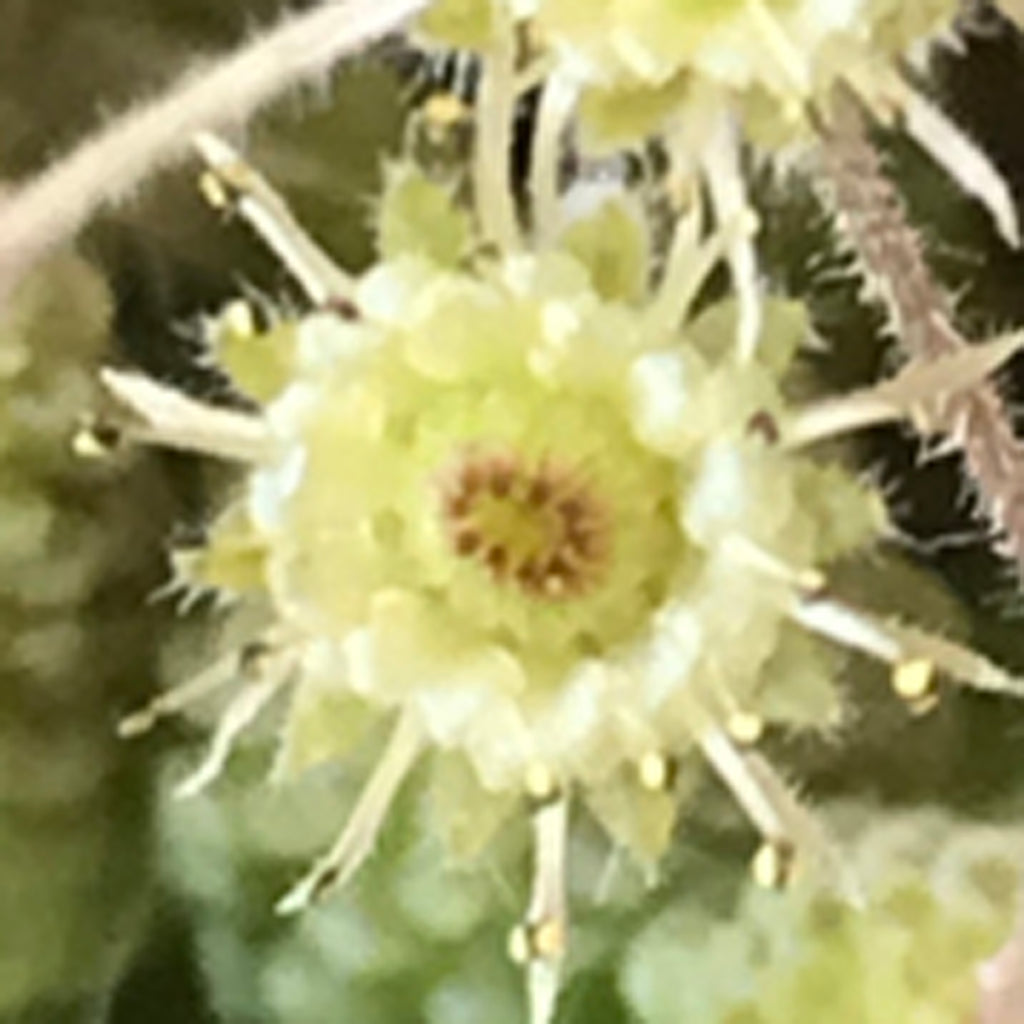 Monanthes polyphylla