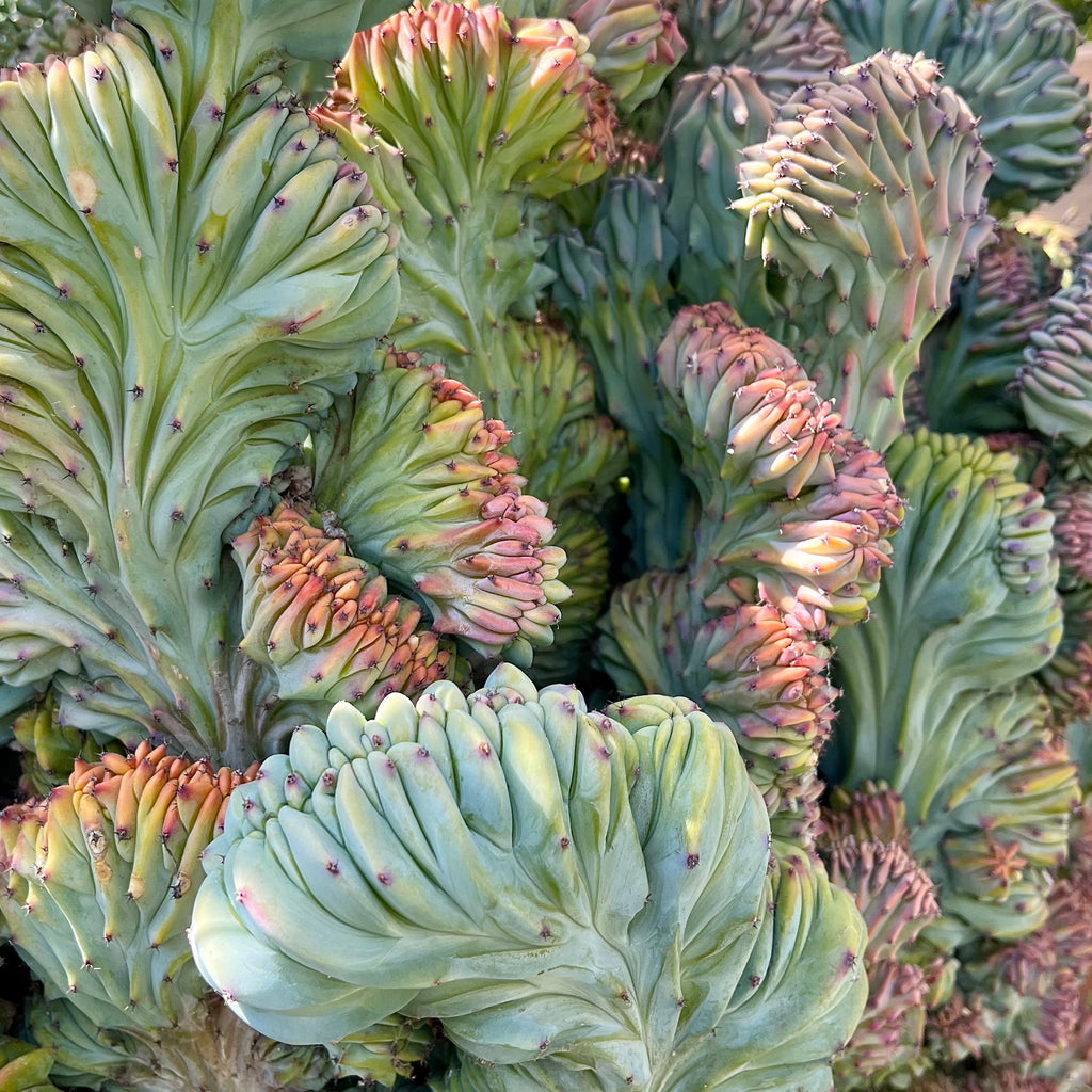 show-plant