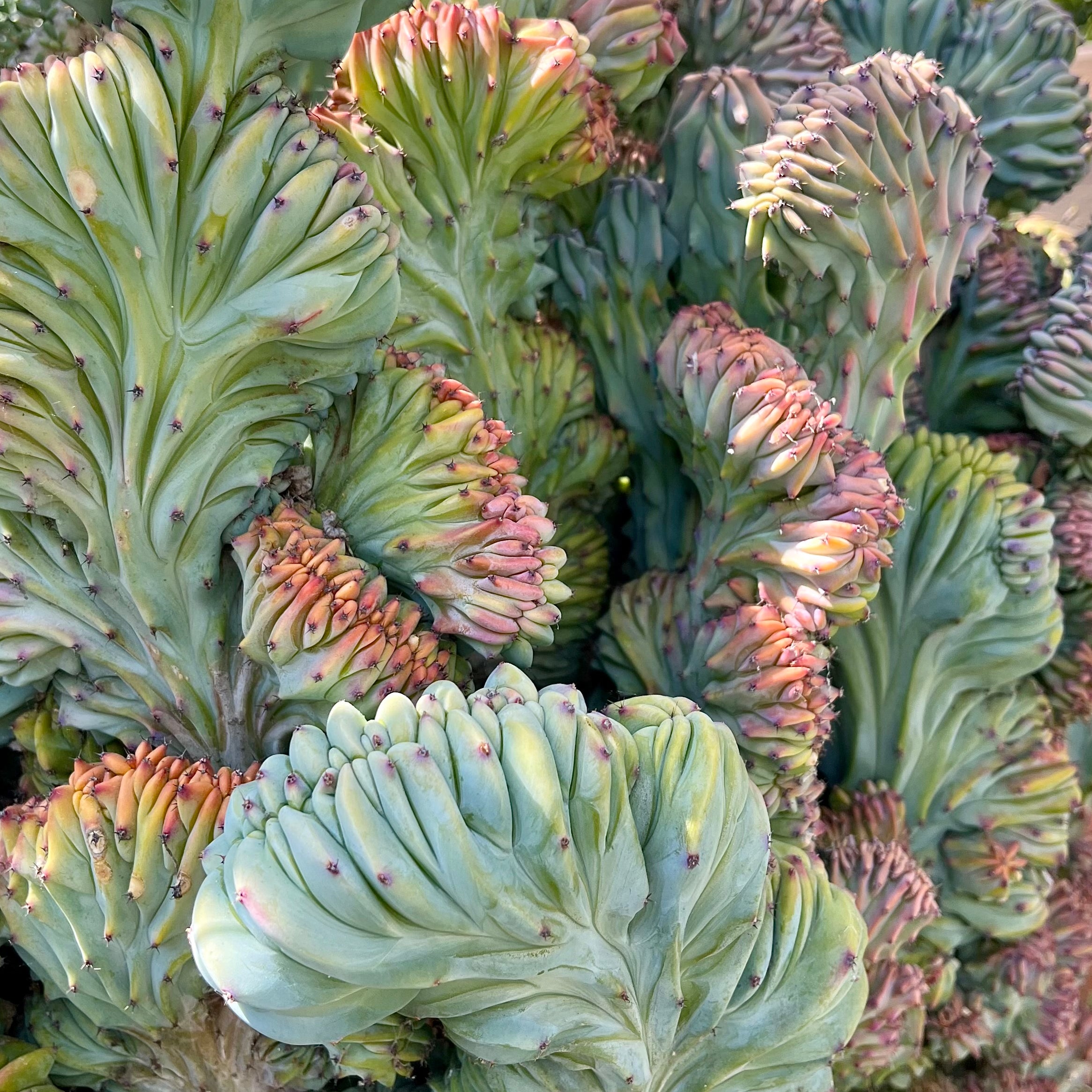 show-plant