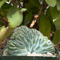 Myrtillocactus cristata