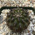 Neochilenia heinrichiana setosiflora