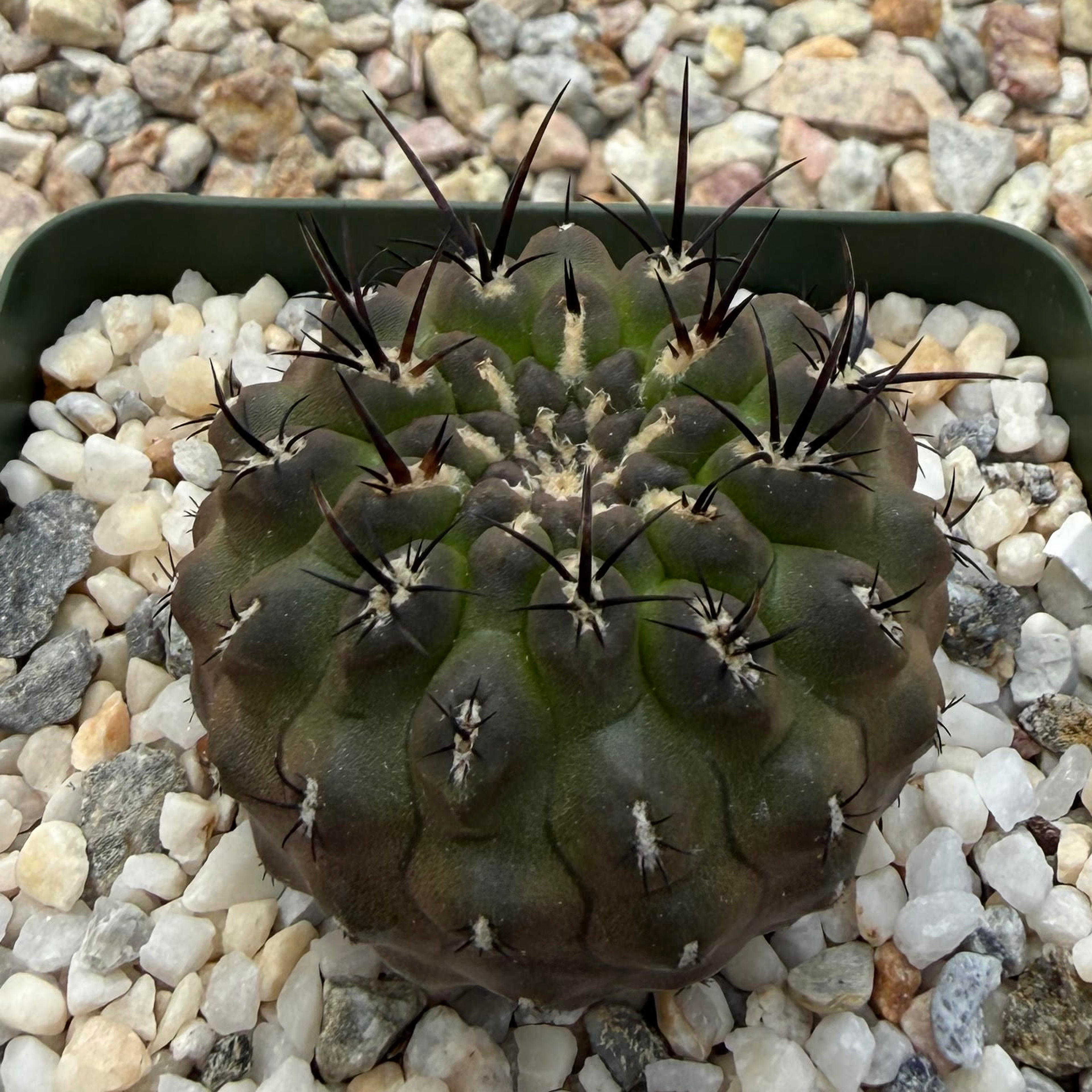 Neochilenia heinrichiana setosiflora