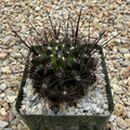 Neoporteria cachytayensis