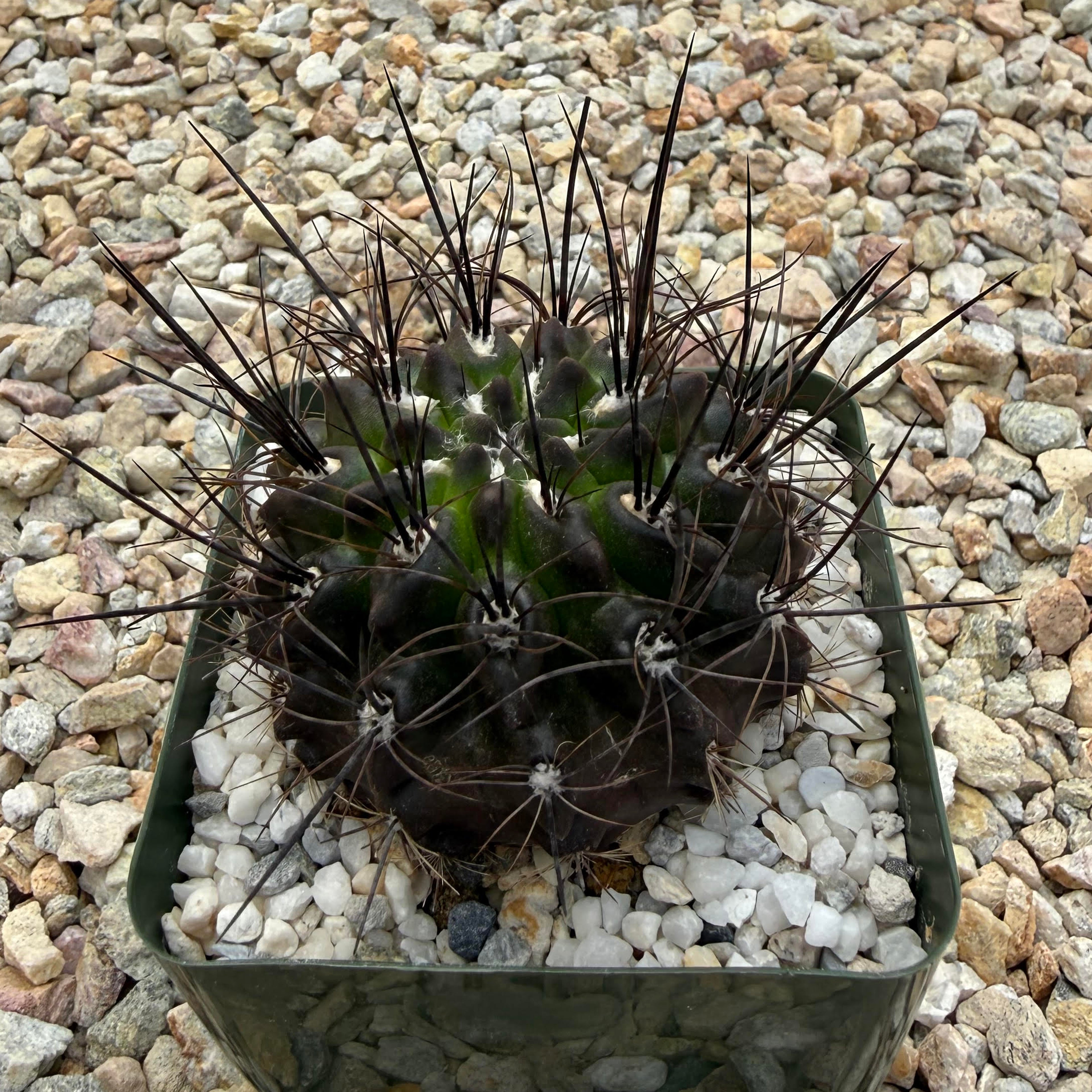 Neoporteria cachytayensis