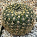 Notocactus elegans