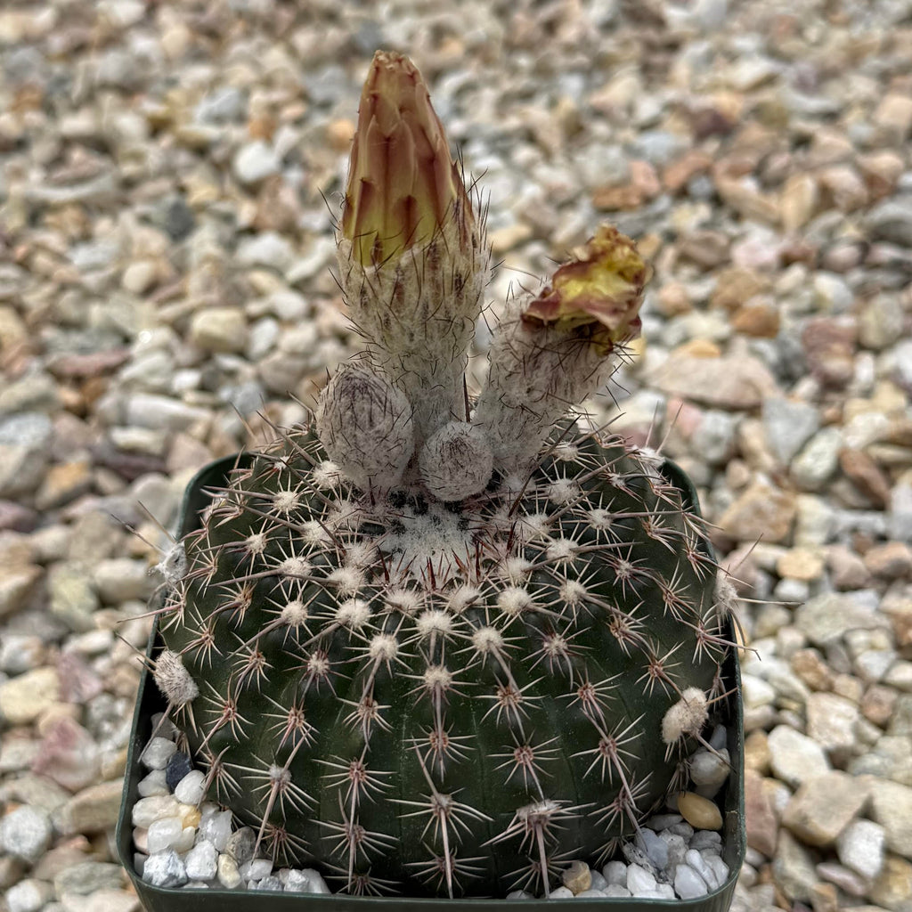 Notocactus ritterianus