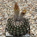Notocactus ritterianus