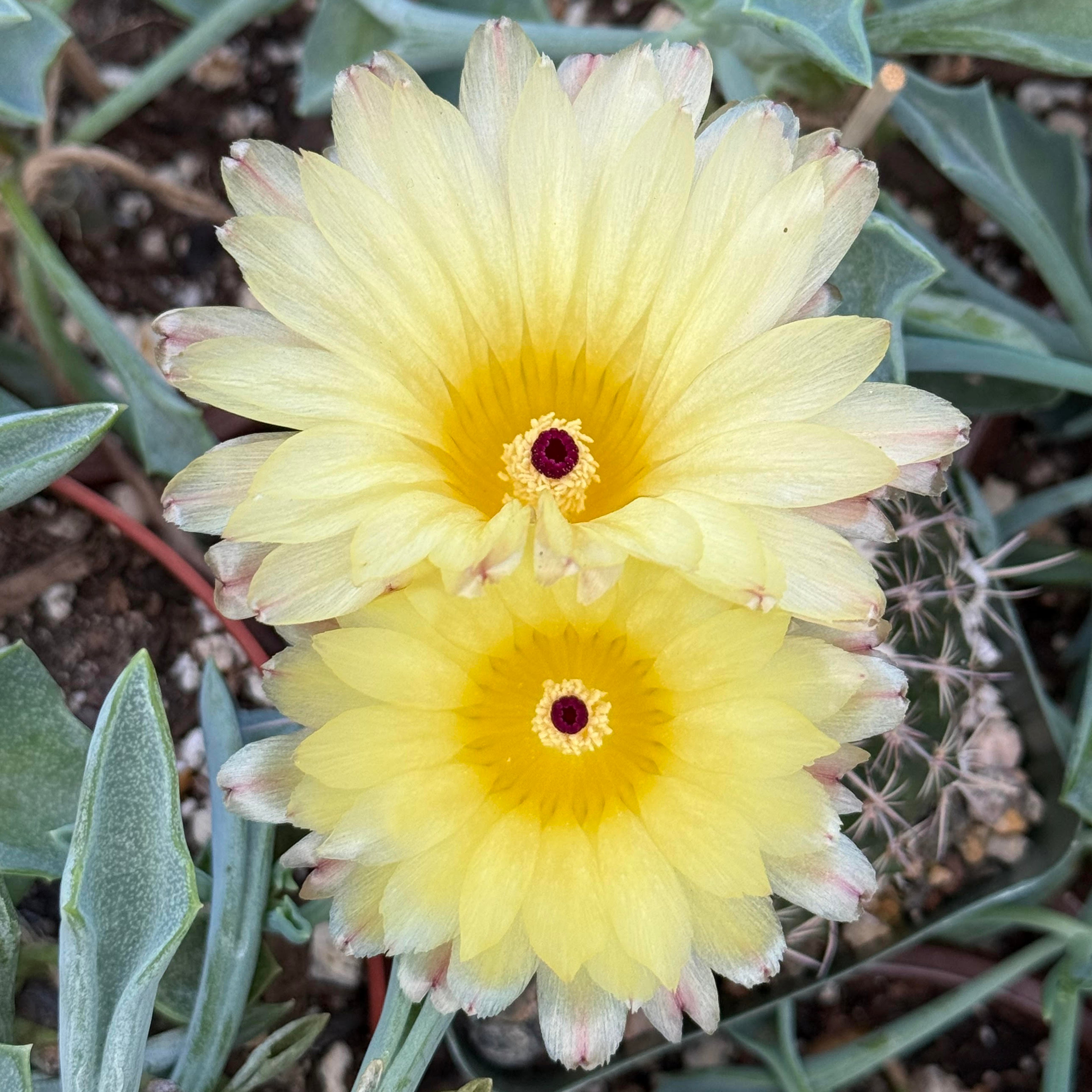 Notocactus ritterianus