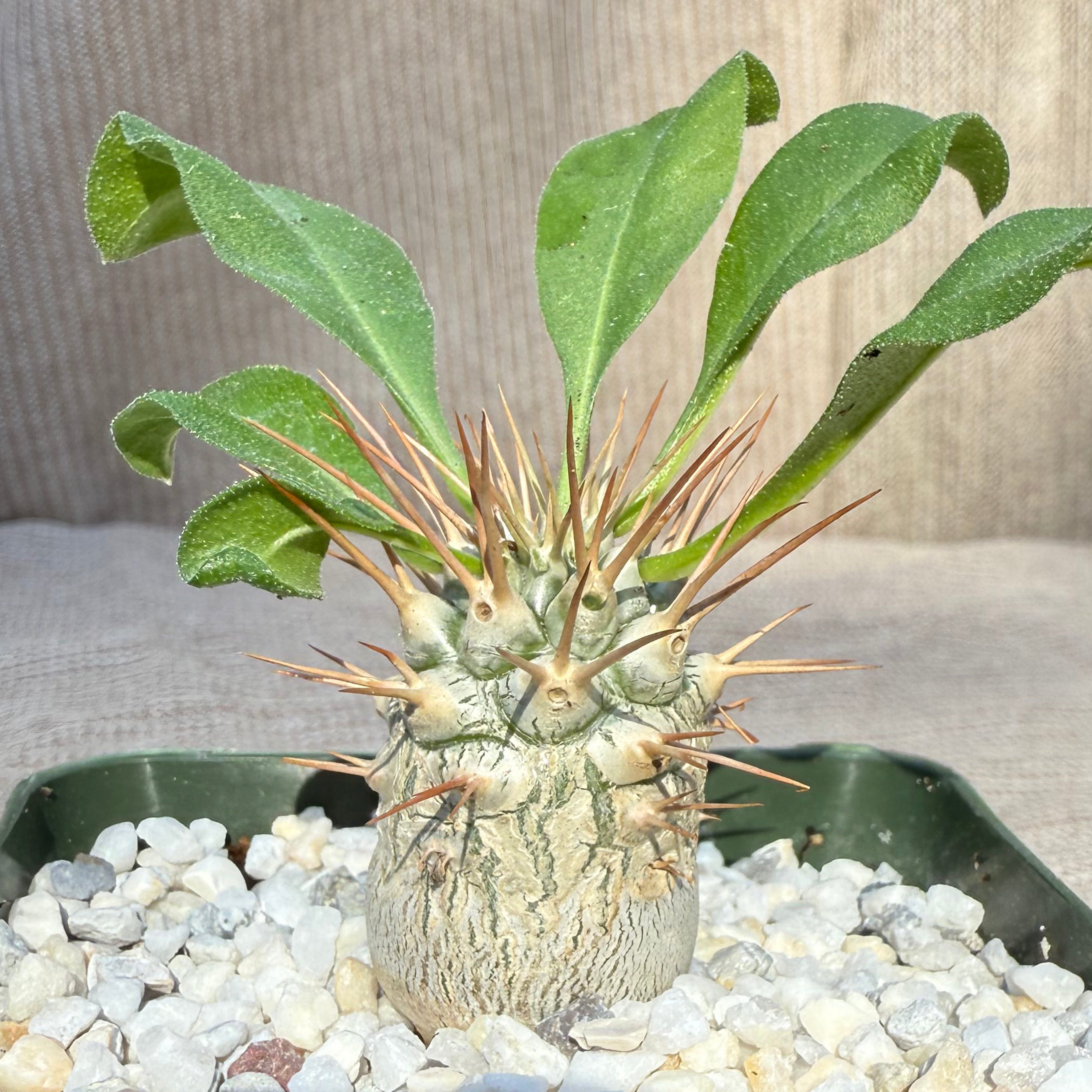Pachypodium namaquanum