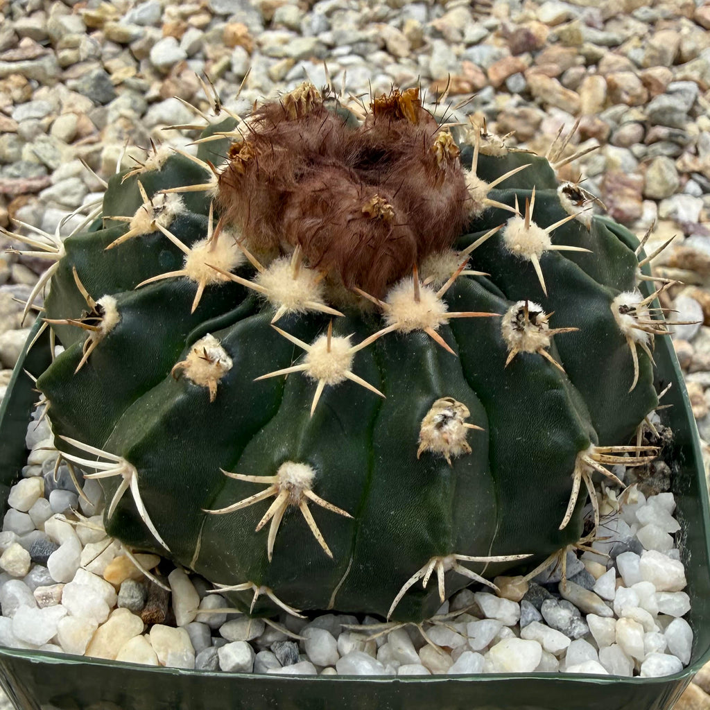 Parodia erinacea