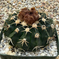 Parodia erinacea