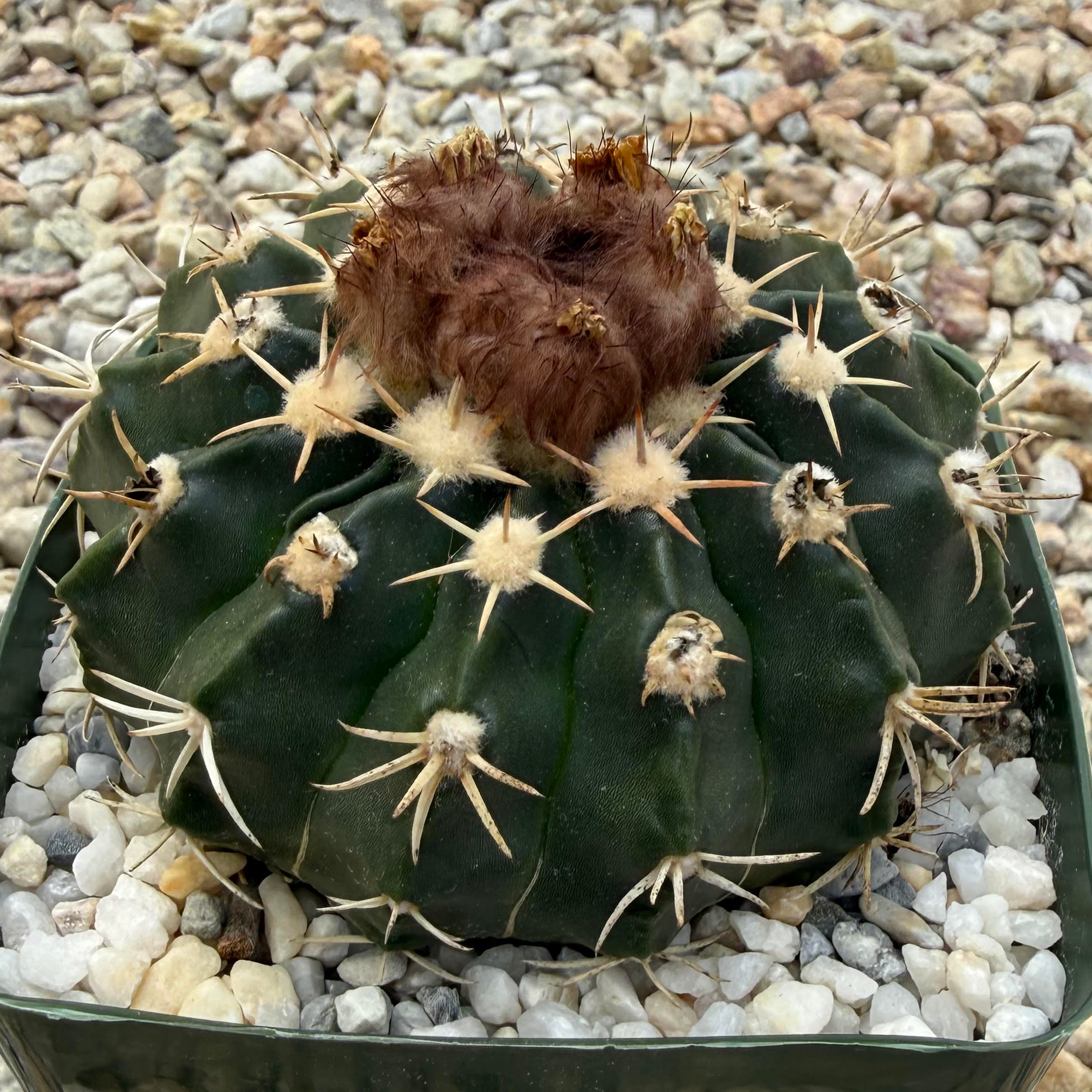 Parodia erinacea