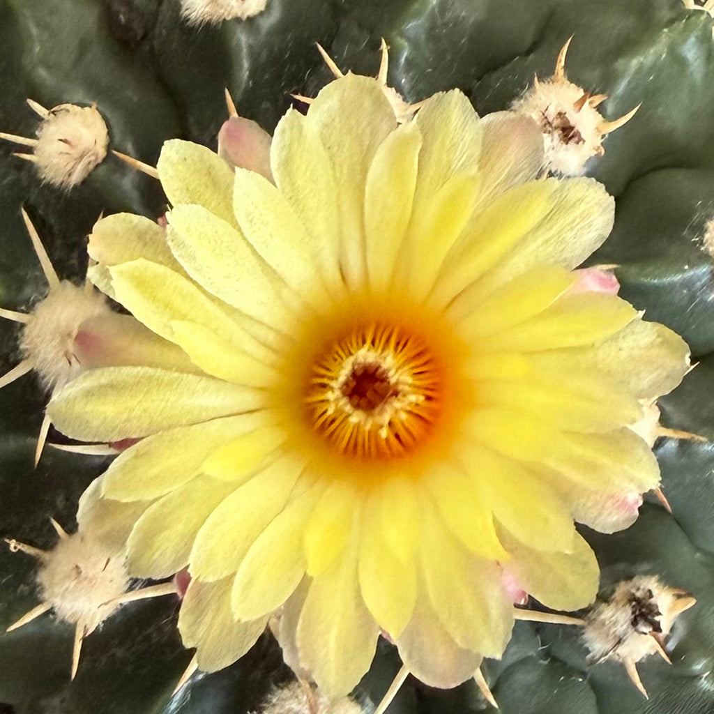 Parodia erinacea