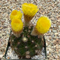 Parodia ottonis
