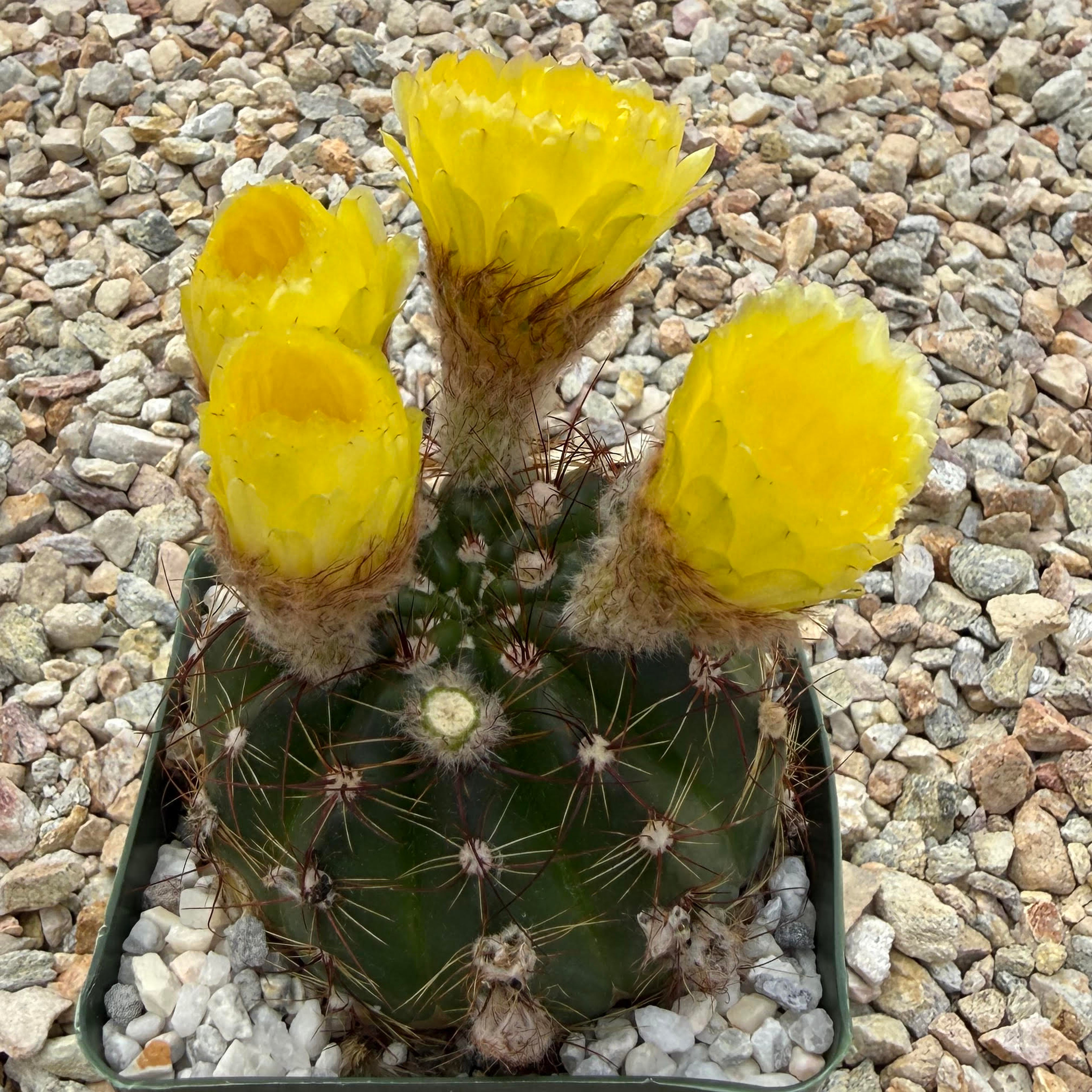 Parodia ottonis