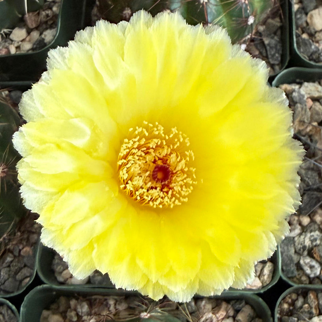 Parodia ottonis
