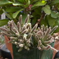 Rhipsalis horrida (mouse tail cactus)