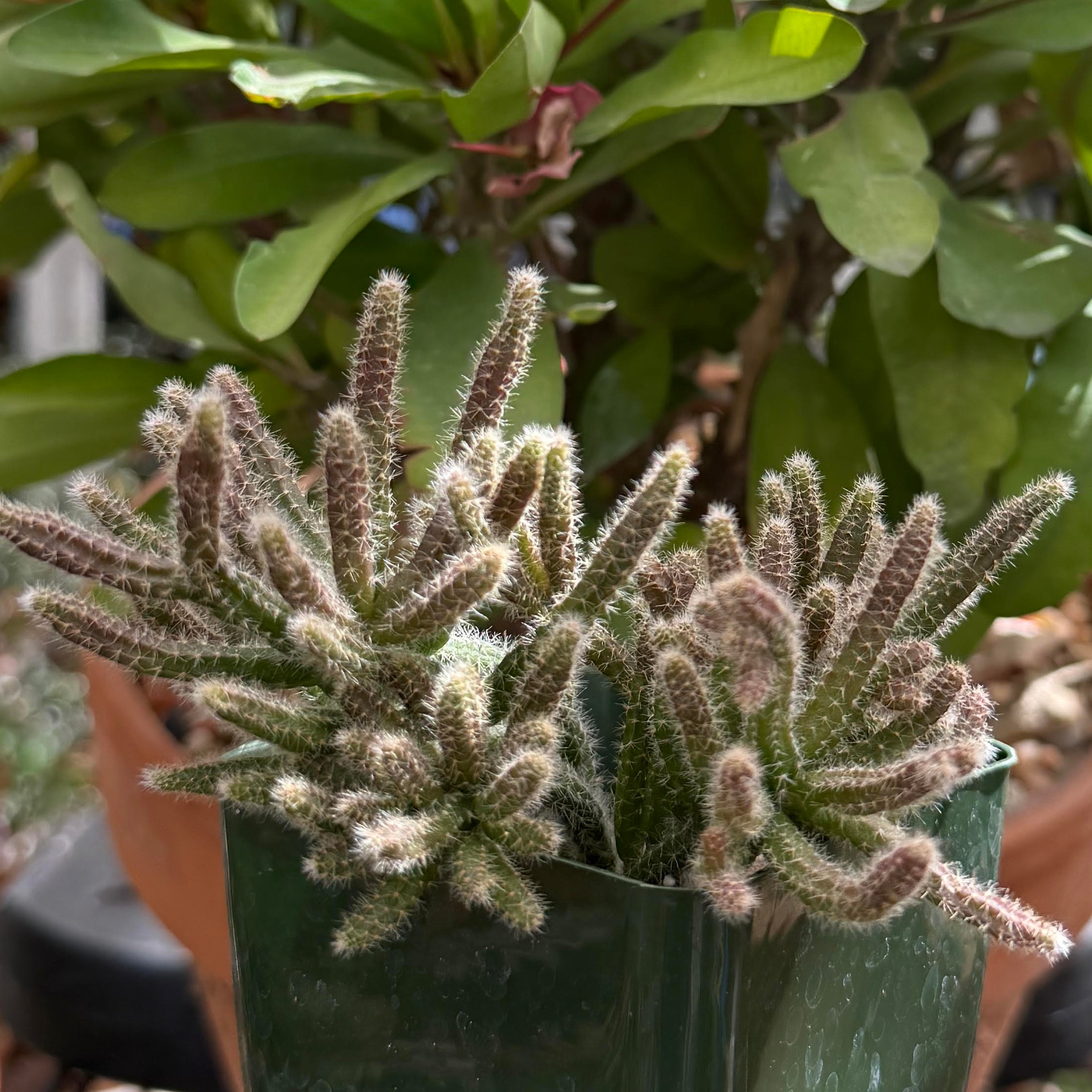 Rhipsalis horrida (mouse tail cactus)