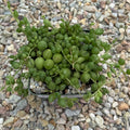 Senecio herreianus - string of tears