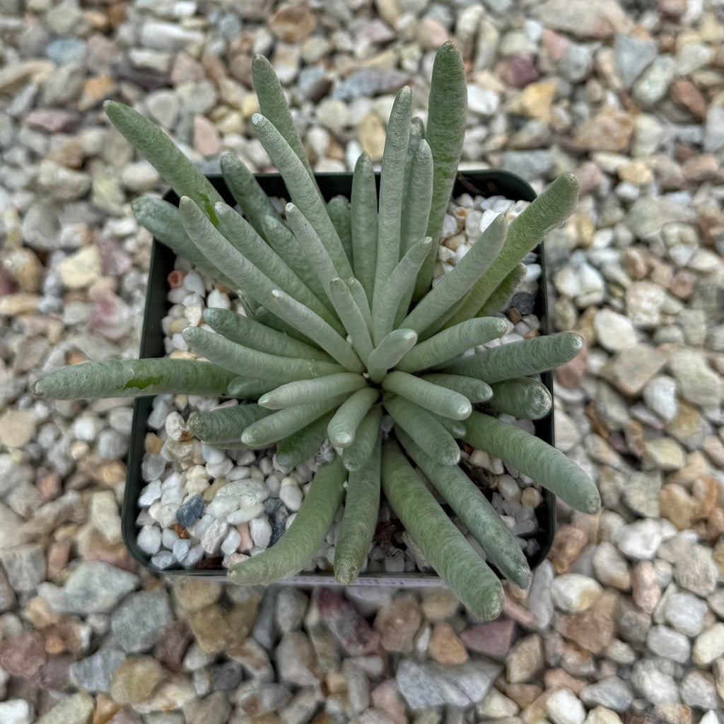 Senecio scaposus silver coral