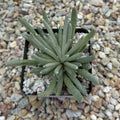 Senecio scaposus silver coral