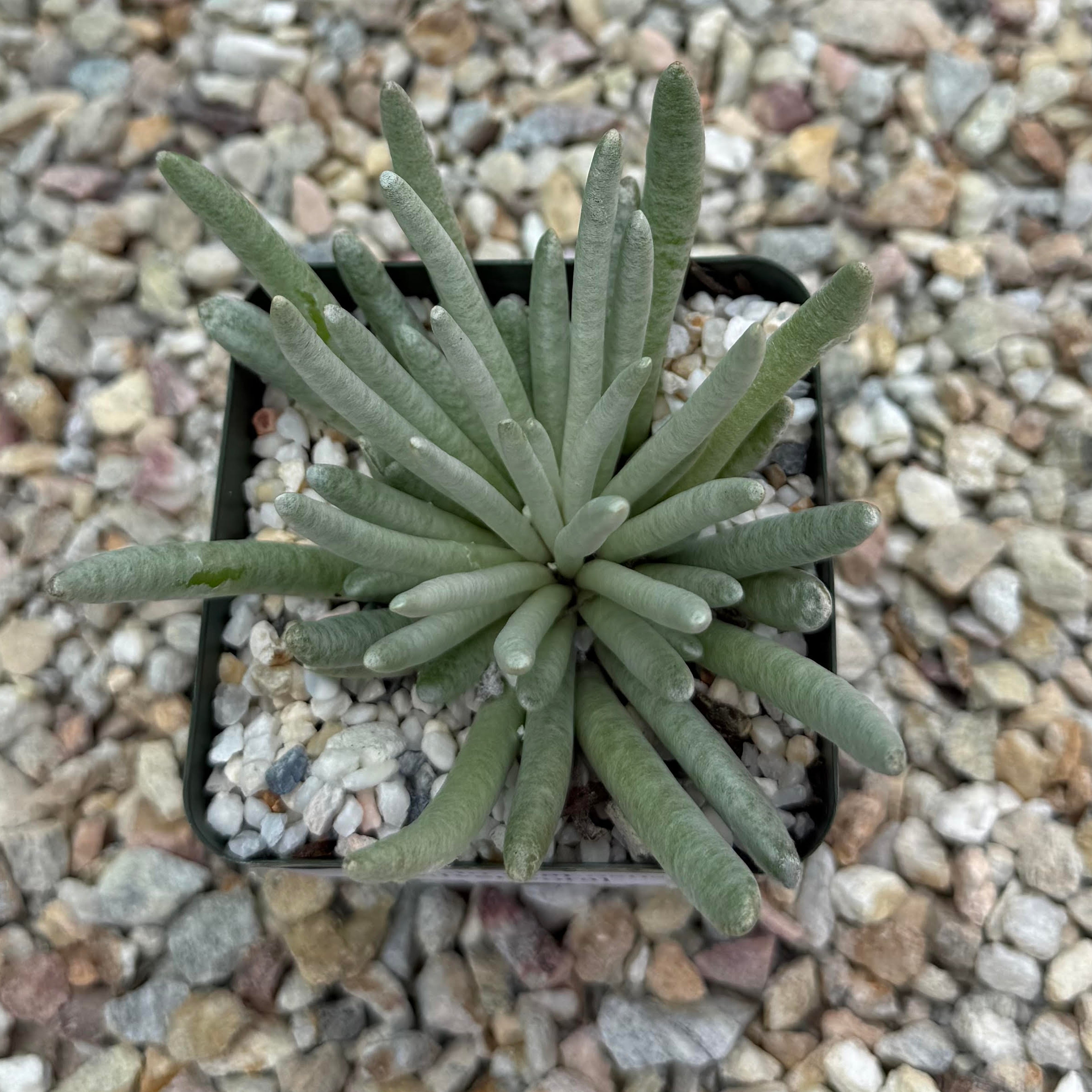 Senecio scaposus silver coral